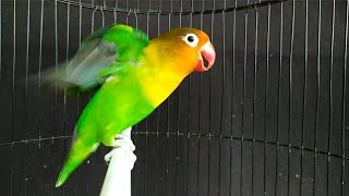 Lovebird Ngetik Ngekek memanggil musuh.bagus memancing Lovebird malas bunyi
