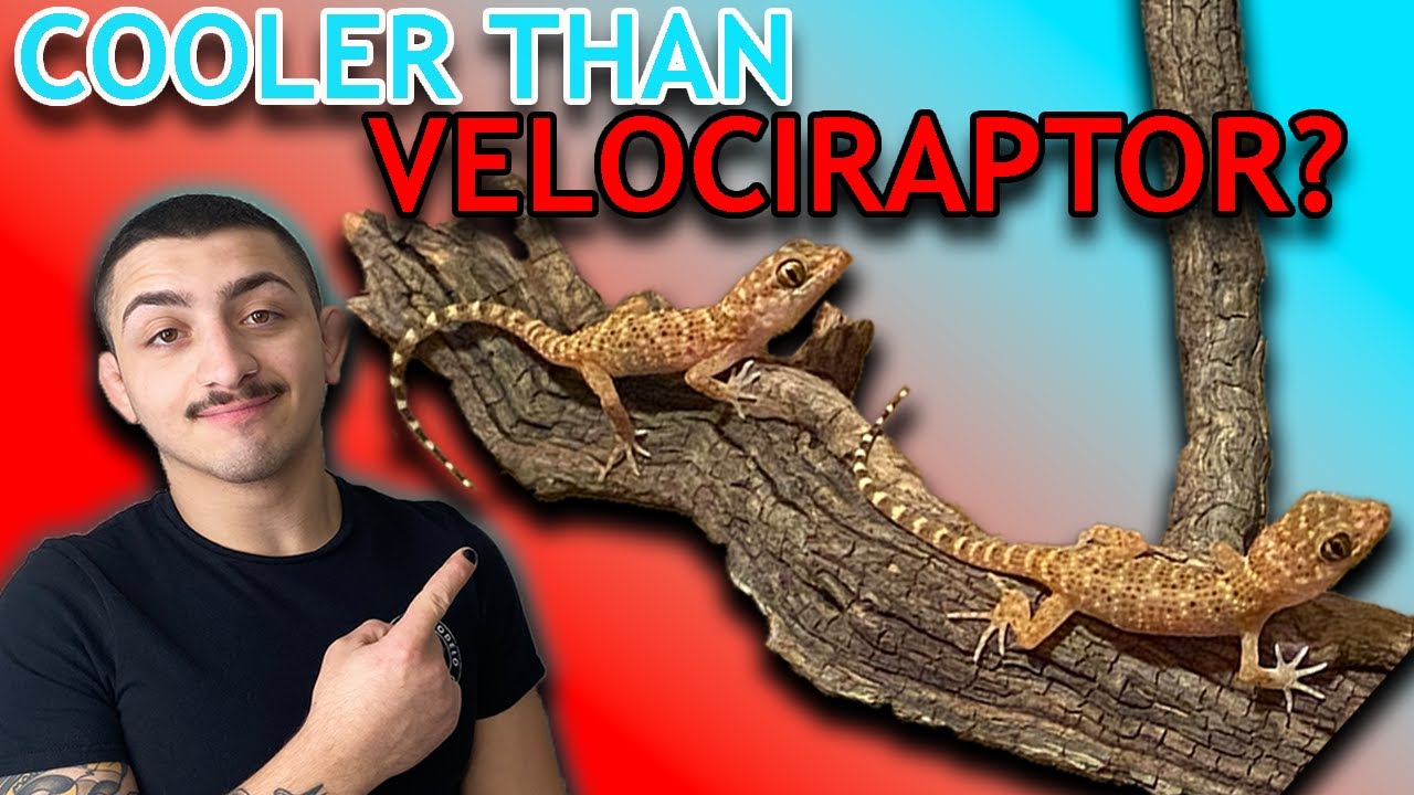 MINI RAPTOR PACK GETS AN UPGRADE!!!! A Pet That's Cooler than Velociraptor?