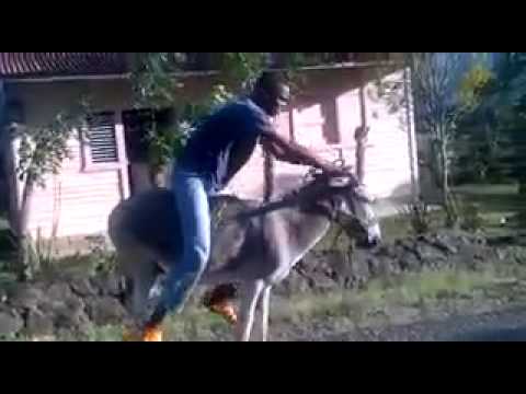 Riding a funny donkey - YouTube