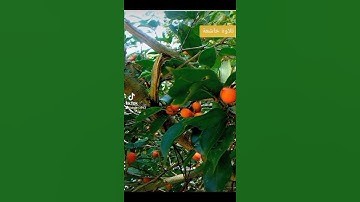 تلاوة خاشعة الشيخ أحمد خليل شاهين