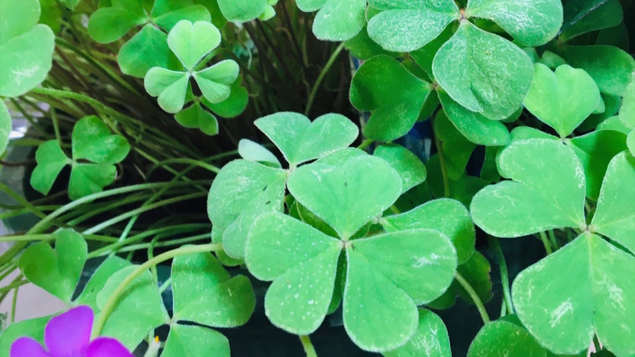 Clover/Shamrock Care Tips!