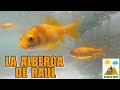 LA ALBERCA DE RAÚL - CHURRIANA 🐟🐢🍀📷