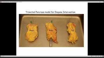 Webinar: Defining Islet Isolation Success for Auto- and Allo- Transplantations
