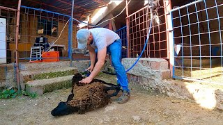 Koyunlari Kirktim - Koyun Doğumlari - Kurbanliklar Koyun Kuzu Videoları Koyun Yetiştiriciliği 