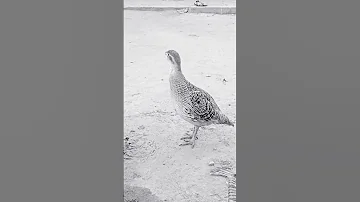 Sand Partridge Birds 🐦 🐦