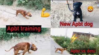 New Apbt Dog Apbt Dog Training Apbt डग क सथ लडई ह गई