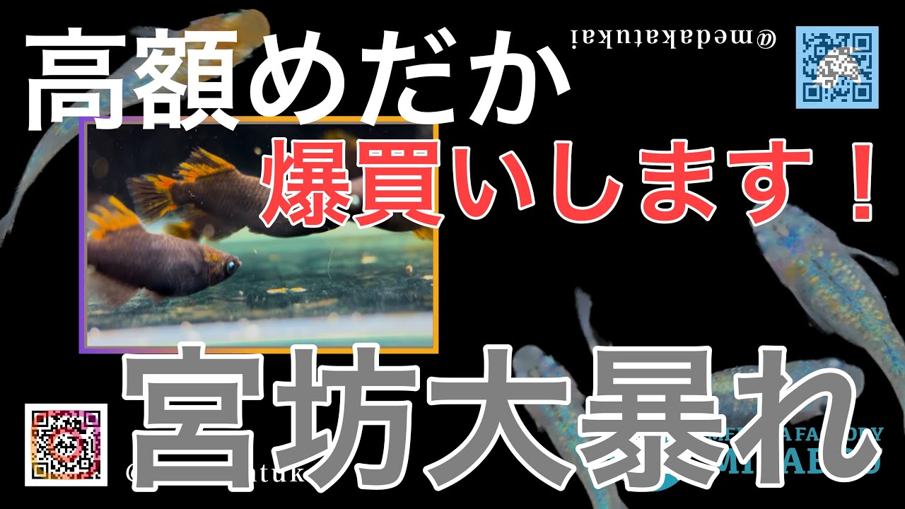 海老名本郷メダカマルシェ6thを突撃！その③『802めだか』『Ｋメダカ』『鎖メダカ』