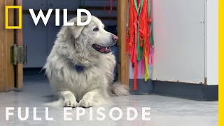 Living My Dream (Full Episode) | Rocky Rapids Vet 9-1-1