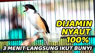 PENTET KONSLETTT . . PENTET GACOR EMOSI CEPAT DI RESPON CENDET LAIN, MASTERAN CENDET FULL TEMBAKAN