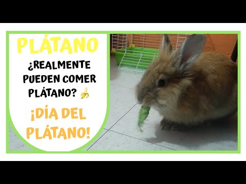 Video: ¿Pueden los conejos comer plátano?