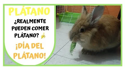 ¿Pueden los conejos comer cáscaras de plátano?