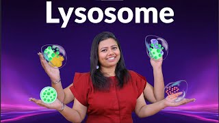 Lysosomes