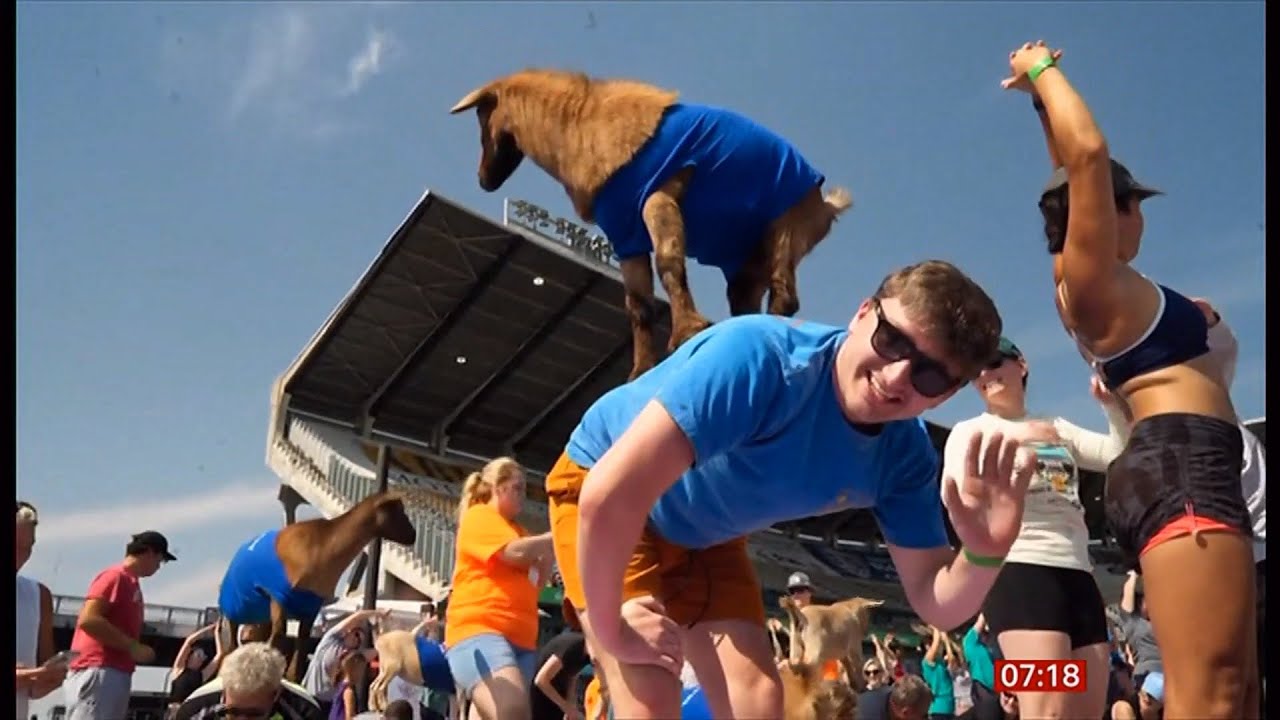 Largest ever goat yoga class - record attempt (fun story) (USA/Global) 23/Sep/2025