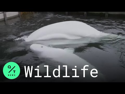 Two Formerly Captive Beluga Whales Moved to Iceland Sanctuary