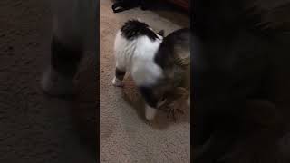 Funny Cat Teases Iguana