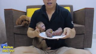 Monkey Baby Shin Eats Honey Sweet Potato, Loves To Make Phone Calls