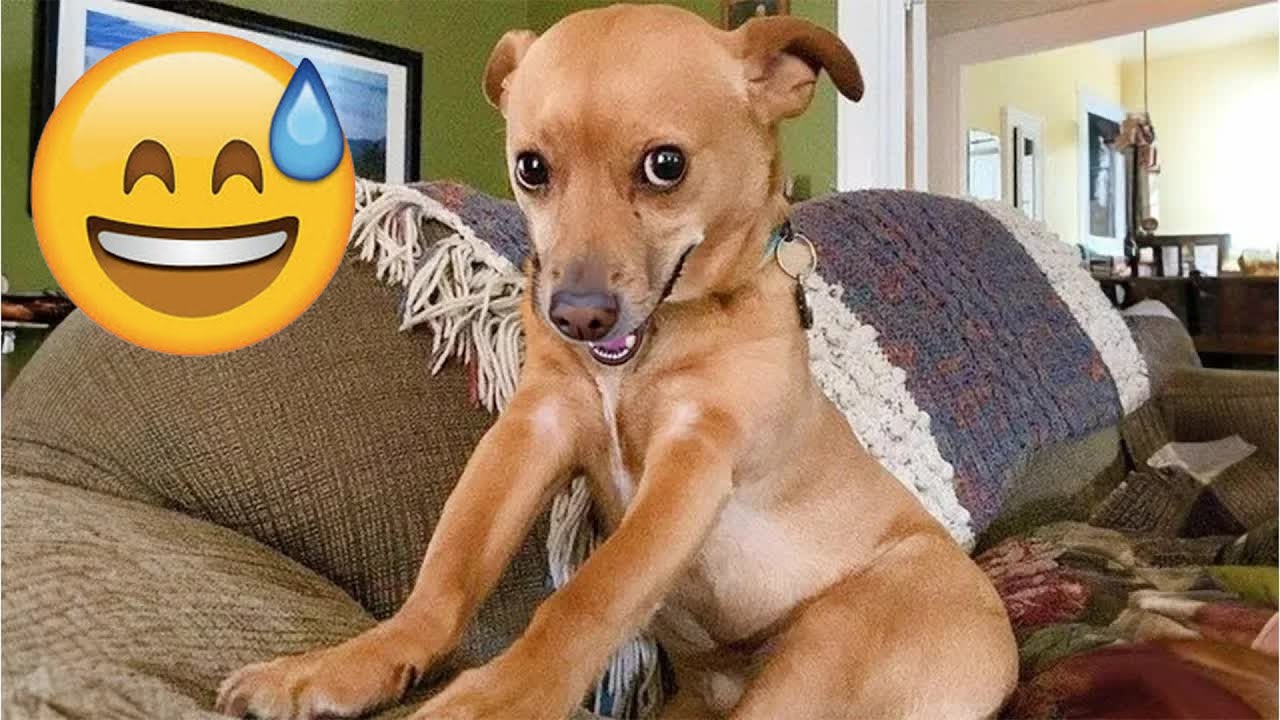 The Funniest DOGS on the Internet 🌞 Super Funny Dog Video 🍀 