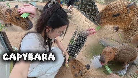 Haleipi || Một ngày đi chill tại Thảo Cầm Viên với thêm nhiều sự dễ thương của Capybara
