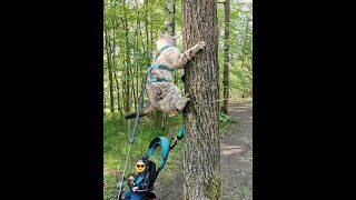 mit Bengal Katze an der Leine und Baby im Wald spazieren