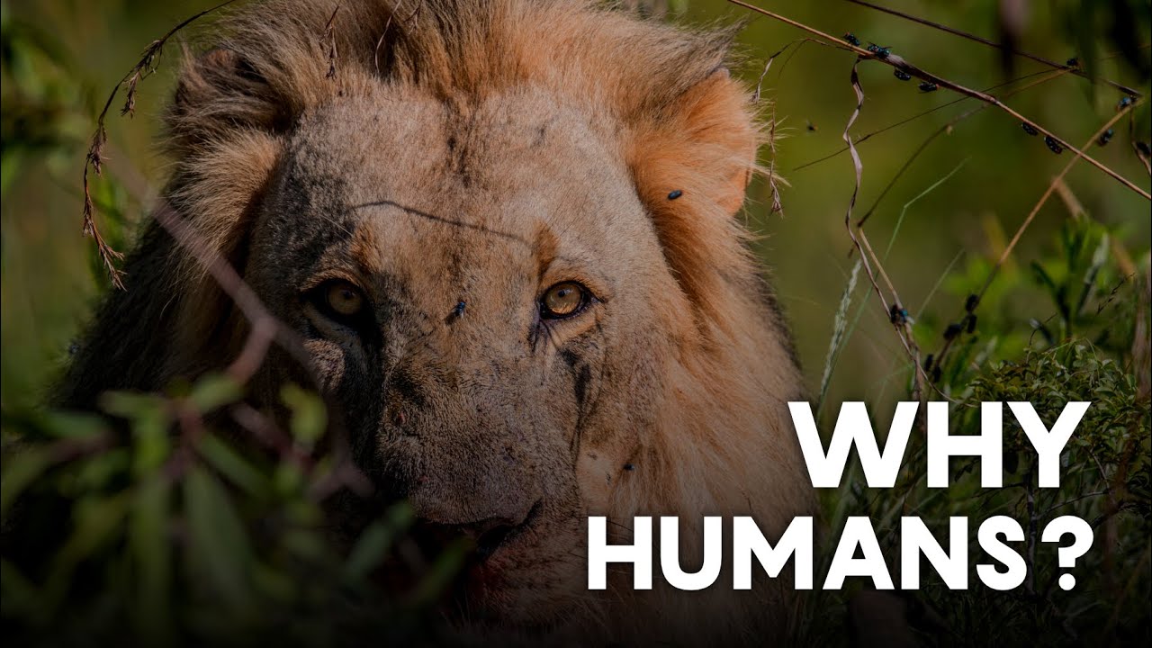 The Man-Eaters of Tsavo – Myth, Science, and the Truth Behind the Lions