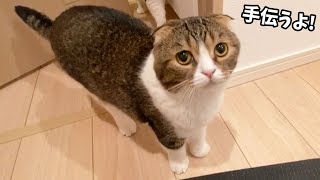 ママのお片付けを手伝ってくれる猫