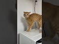 なんちゅう動きしとるんやｗ【Tiktok】