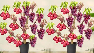 New Techniques for Growing Java Apple Tree From Java Apple fruit Get lots of Fruits