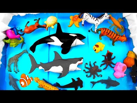 Learn Colors Wild Animals Learn Farm Animals for Children