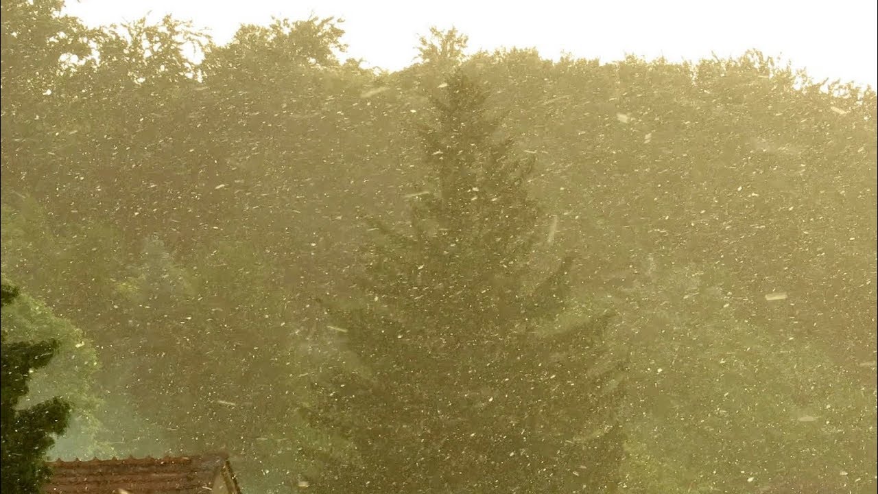 Cvetni prah v zraku nad Ljutomerom