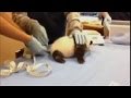 Hear a panda cub cry out during doctor visit