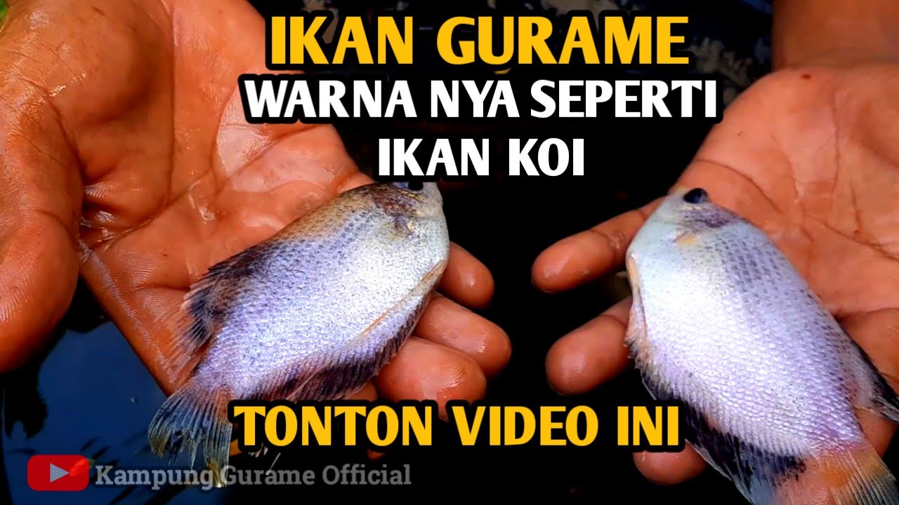 PERKAWINAN INDUKAN PADANG DAN INDUKAN SOANG JADINYA SEPERTI INI