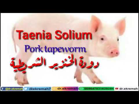 دودة الخنزير الشريطية Pork tapeworm &rsquo; taenia solium