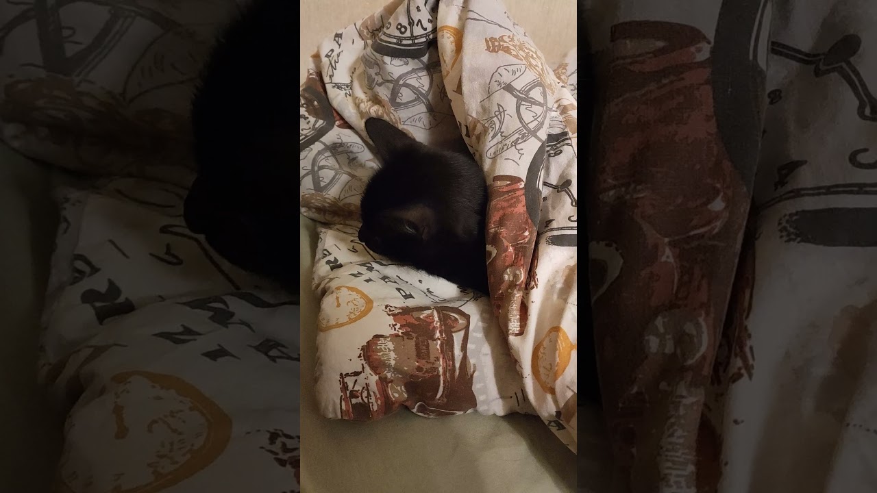 Холодно... Прохладно... Спать тут буду.. ) 