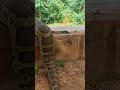 Anaconda Chase Forest Video 1 😯 #snake #shorts