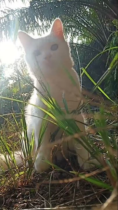 kucing berkasih