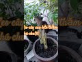 Leo cây cầu hỏi thăm chủ chuột #cat #haihuoc #happy #catlover #xuhuongyoutube