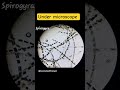Spirogyra Under Microscope 🔬 | हरी शैवाल की सुंदर सर्पिल क्लोरोप्लास्ट  BioCrack with Ranjan #shorts