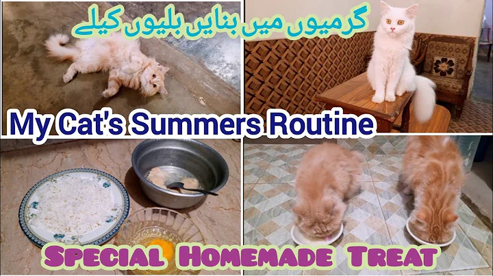 Watch the video about Homemade cat food treat for Summer | My cats summer routine | KITTYcat Vlogs