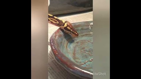 Huxley takes a drink