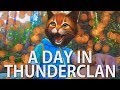 A day in thunderclan