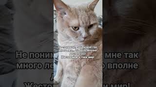 22 нормально было #котмишель #cat #настроение #мем #кот #юмор #прикол #funnycats #позитив