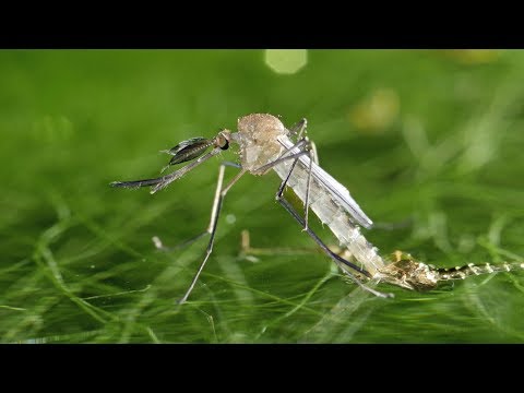 Video: Culex pipiens dişləyir?