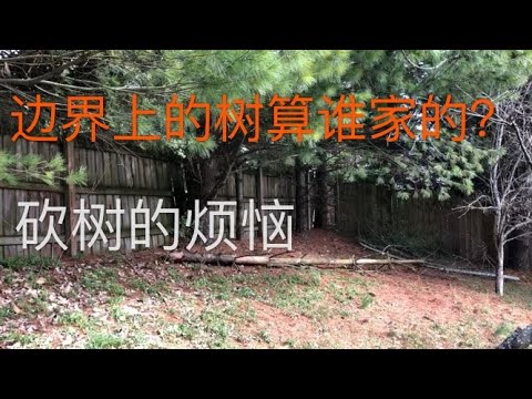 美国请人砍树真贵！与邻居相临的树应该谁来管理？Who should take care of expensive trees near border?