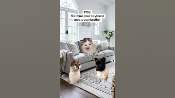 CAT MEMES 🐱First time your boyfriend meets your brother #catmemes #relatable #relationship