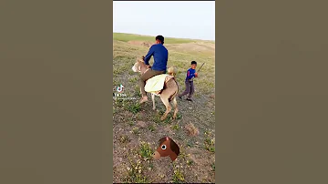 خيال الجحيش 