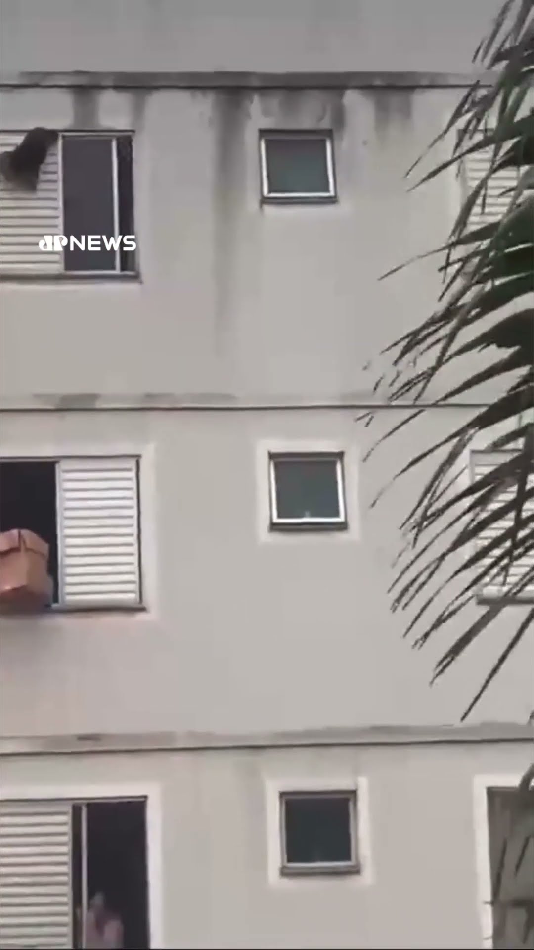 Mulher usa caixa de papelão para impedir que cachorro caia do último andar de prédio em SP