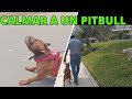 SI NO SABES CONTROLAR A TU PITBULL o AMERICAN BULLY, MIRA ESTE VIDEO TE SERA DE GRAN AYUDA