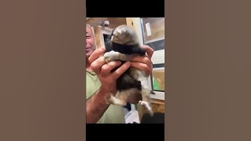 You Won’t Believe Why This Guy Adopted TWO Cats Instead of One