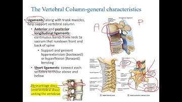 Axial skeleton Part 2