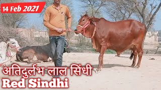 अतिदुर्लभ लाल सिंधी Red Sindhi Cow For Sale by Surendra Ji9928626656 14+ Milk Cow Videos Farm Talk